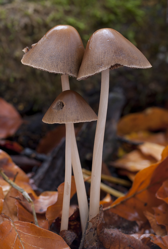 Psathyrella conopilus